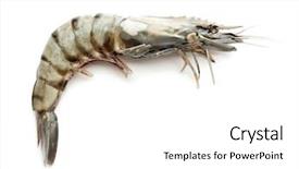  Presentation with fresh ginger root on white - Audience pleasing presentation design consisting of fresh shrimp on white background backdrop and a white colored foreground