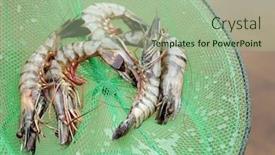  Presentation with fishing net - Presentation enhanced with fresh shrimps on fishing net background and a mint green colored foreground