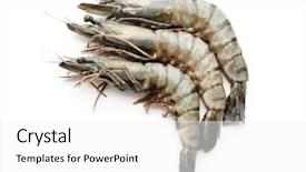  Presentation with fresh ginger root on white - Presentation theme enhanced with fresh shrimps on white background background and a white colored foreground