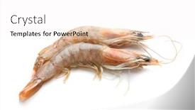  Presentation with shrimps - Presentation design featuring fresh-shrimps-on-white-background background and a white colored foreground