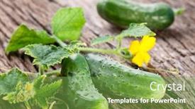  Presentation with cucumbers - Presentation theme enhanced with fresh-small-cucumbers-with-leaves background and a  colored foreground