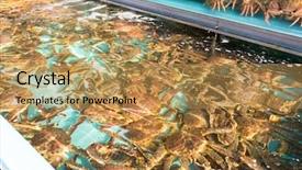  Presentation with crab - Slide set featuring fresh snow crab in fish background and a gold colored foreground