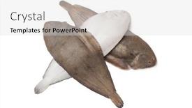  Presentation with fishes - PPT theme featuring fresh-sole-fishes-on-isolated background and a light gray colored foreground