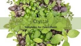  Presentation with sweet basil - 