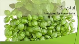  Presentation with sweet basil - 