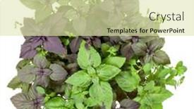  Presentation with sweet basil - 