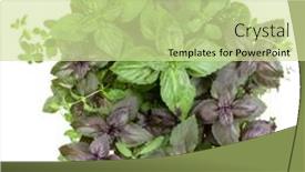  Presentation with sweet basil - 