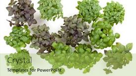  Presentation with sweet basil - 