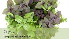  Presentation with sweet basil - 
