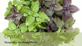  Presentation with sweet basil - 
