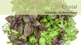  Presentation with sweet basil - 