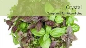  Presentation with sweet basil - 