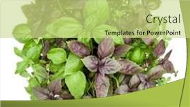  Presentation with sweet basil - 