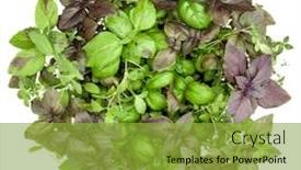  Presentation with sweet basil - Cool new PPT theme with fresh-spices-and-herbs-bouquet backdrop and a gold colored foreground