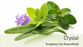  Presentation with herb - PPT layouts consisting of fresh spices and herbs isolated background and a mint green colored foreground