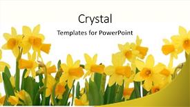  Presentation with daffodil - Beautiful slides featuring fresh spring daffodils border isolated backdrop and a cream colored foreground