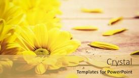  Presentation with rustic spring - Slide set enhanced with fresh-spring-flowers-and-petals background and a yellow colored foreground