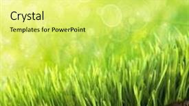  Presentation with blue drops - Beautiful PPT layouts featuring fresh spring grass with dew drops against a blue sky backdrop and a blonde colored foreground