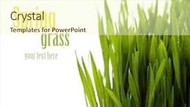  Presentation with sample - Audience pleasing PPT theme consisting of fresh spring green grass over white with easy removable sample text backdrop and a cream colored foreground