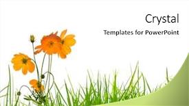  Presentation with cosmos - Beautiful PPT layouts featuring fresh spring green grass backdrop and a white colored foreground