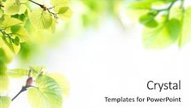  Presentation with green leaves - Colorful presentation enhanced with fresh spring twigs with green backdrop and a white colored foreground