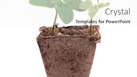  Presentation with sprout - PPT theme consisting of fresh-sprout-and-wilted-sprout background and a white colored foreground