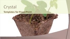  Presentation with sprout - Slide set enhanced with fresh-sprout-and-wilted-sprout background and a cream colored foreground