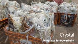  Presentation with india fort - Cool new slide deck with fresh-squid-on-display backdrop and a violet colored foreground