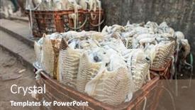  Presentation with india fort - Cool new presentation theme with fresh-squid-on-display backdrop and a coral colored foreground