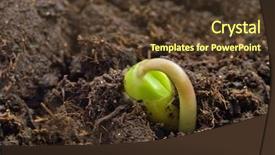  Presentation with fresh start - Cool new presentation theme with fresh start - birthday of a small plant backdrop and a tawny brown colored foreground