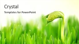  Presentation with fresh start - Audience pleasing PPT theme consisting of fresh start - birthday of a small plant backdrop and a white colored foreground