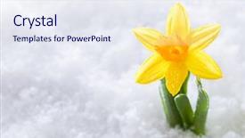  Presentation with growing - Cool new PPT theme with fresh start - crocus flower growing form snow backdrop and a sky blue colored foreground