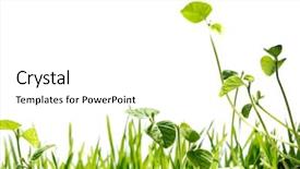  Presentation with fresh start - Slides with fresh start - outdoor small plant isolated background and a white colored foreground
