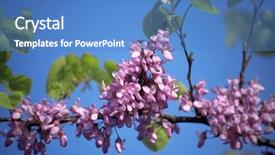 Presentation with apple trees are blooming pink - Colorful PPT layouts enhanced with fresh start - pink blossom blooming backdrop and a teal colored foreground