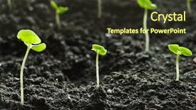  Presentation with fresh start - PPT theme having fresh start - small green plants close up background and a tawny brown colored foreground