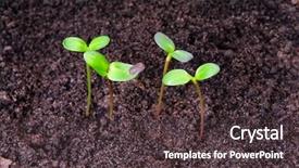  Presentation with fresh start - Amazing slides having fresh start - small plant - new life backdrop and a  colored foreground