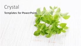  Presentation with sugar - Colorful presentation design enhanced with fresh-stevia-natural-sugar-herbs backdrop and a pink colored foreground