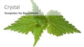  Presentation with nettle - PPT theme having fresh stinging nettle isolated on white background background and a white colored foreground
