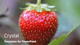  Presentation with strawberry - PPT layouts consisting of fresh-strawberry-closeup-shot background and a tawny brown colored foreground