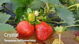  Presentation with strawberry - Colorful presentation design enhanced with fresh strawberry grow at field backdrop and a red colored foreground