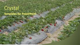  Presentation with strawberry - PPT theme consisting of fresh-strawberry-plant-in-field background and a tawny brown colored foreground