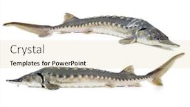  Presentation with sturgeon - PPT theme consisting of fresh sturgeon fish isolated on white background background and a lemonade colored foreground