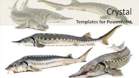  Presentation with sturgeon - Amazing presentation theme having fresh sturgeon fish isolated backdrop and a soft green colored foreground