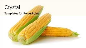  Presentation with sweet corn - Presentation having fresh sweet corn on white background and a blonde colored foreground