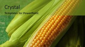  Presentation with sweet corn - PPT theme consisting of fresh sweet corn on wooden background and a gold colored foreground