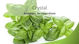  Presentation with sweet basil - Cool new presentation with fresh-sweet-genovese-basil-bouquet backdrop and a white colored foreground