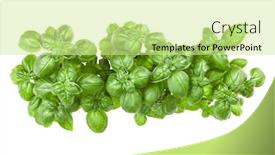  Presentation with sweet basil - Colorful PPT layouts enhanced with  backdrop and a  colored foreground