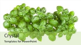  Presentation with sweet basil - Amazing slide deck having fresh sweet genovese basil bouquet backdrop and a yellow colored foreground