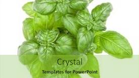  Presentation with sweet basil - PPT theme consisting of fresh sweet genovese basil bouquet background and a yellow colored foreground