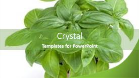  Presentation with sweet basil - Cool new presentation design with fresh sweet genovese basil herbs growing in pot isolated on white background cutout backdrop and a seafoam green colored foreground